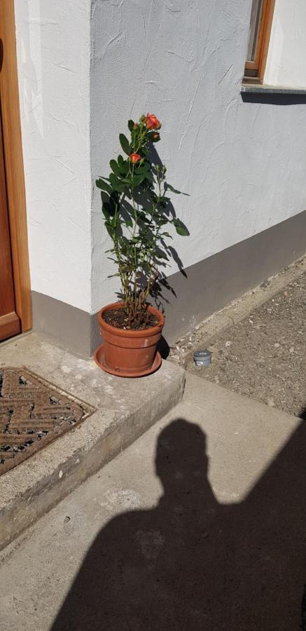 Ferienwohnung Natururlaub Muggenbrunn Тодтнау Екстер'єр фото